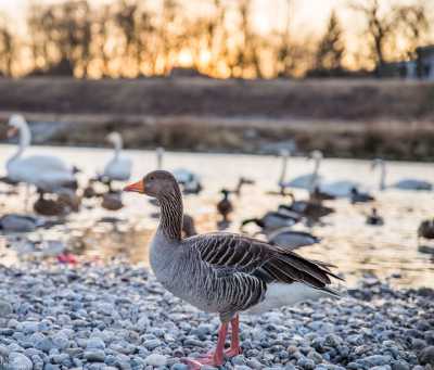 tierpark_swans-375.jpg