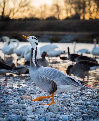 tierpark_swans-381-2.jpg