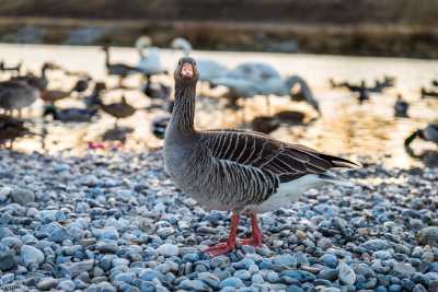 tierpark_swans-394.jpg