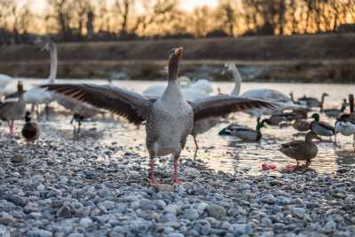 tierpark_swans-401.jpg