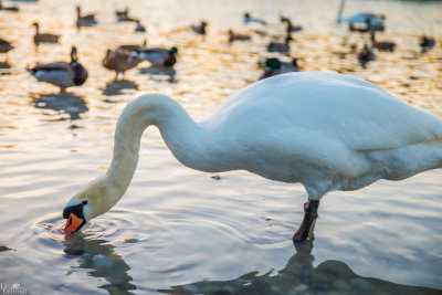 tierpark_swans-408.jpg