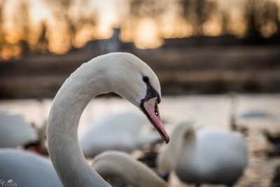 tierpark_swans-428.jpg